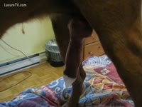 [ Zoo XXX Film ] Family pet blowing his load